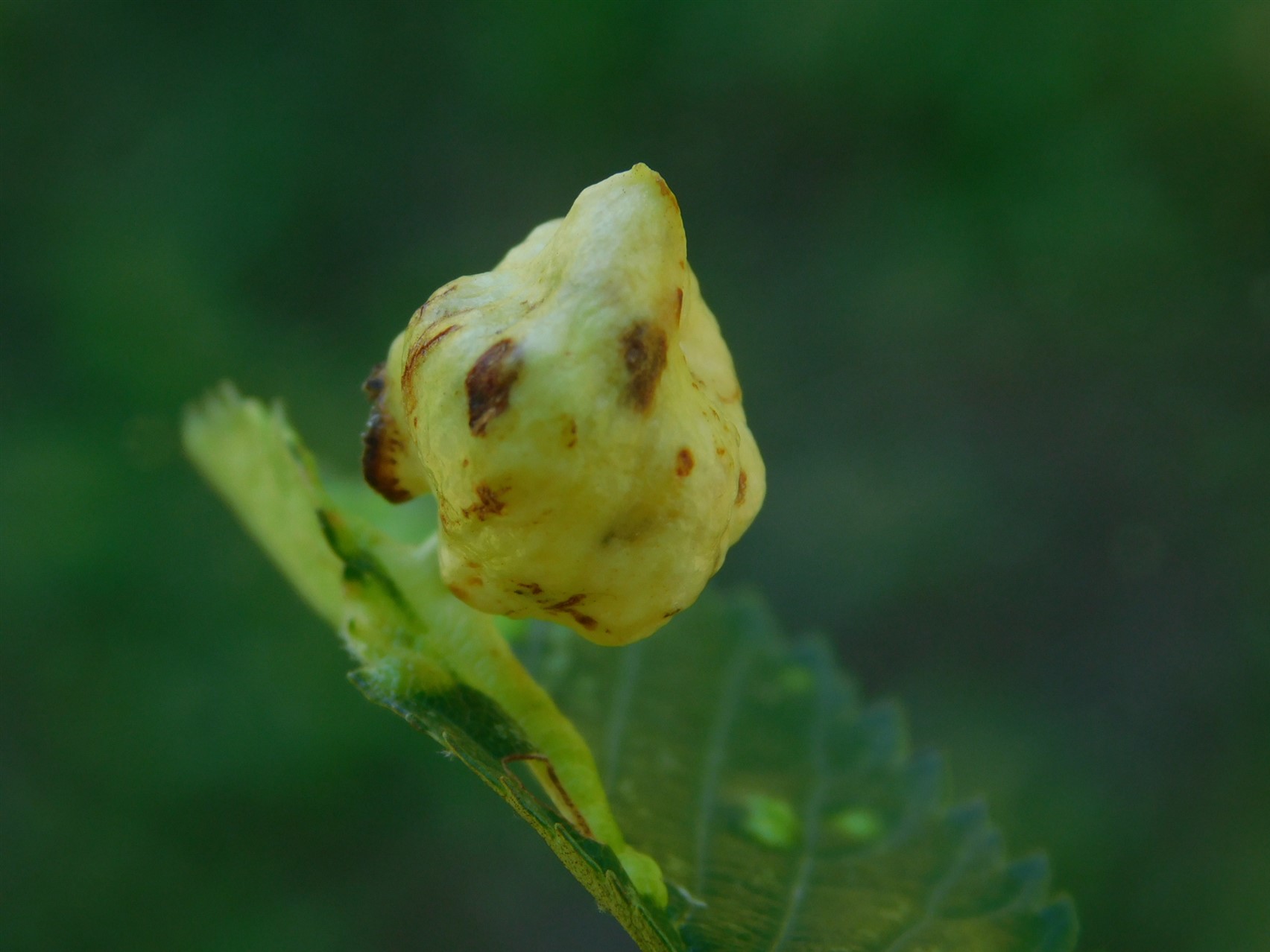 Galla di Tetraneura ulmi (Aphdidae)?  S !